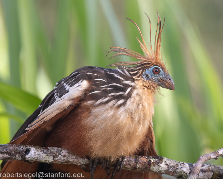 hoatzin